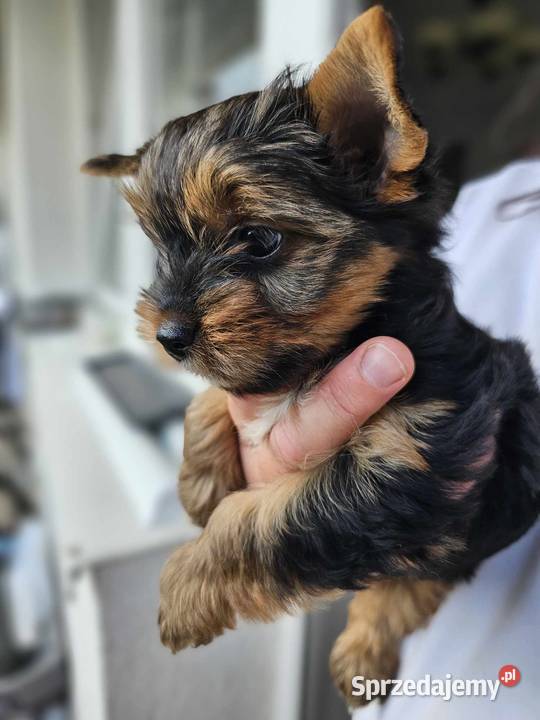 Yorkshire terrier Malutka Dziewczynka Mini Częstochowa