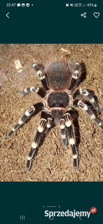 Acanthoscurria geniculata l23 pakiet 10