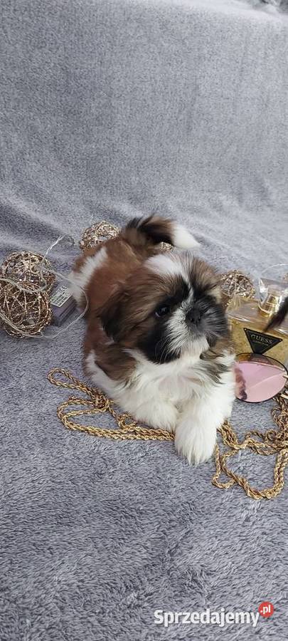 Śliczne shih tzu Brzeg Dolny