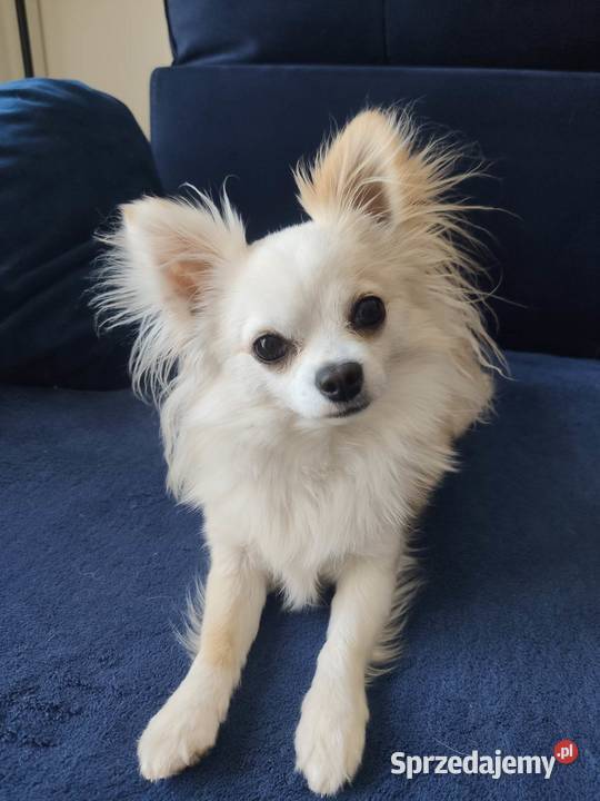 Chihuahua krycie