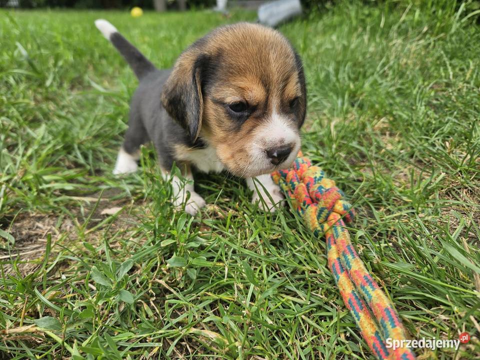 Beagle cudowne szczenięta championie Mińsk Mazowiecki