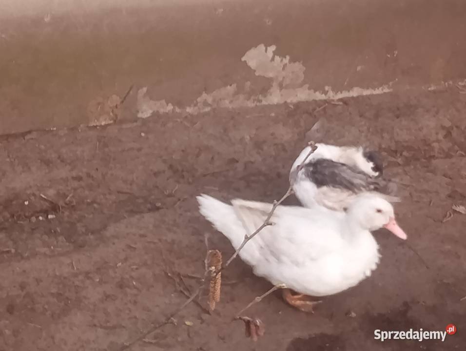 Sprzedam kaczki staropolskie Radom