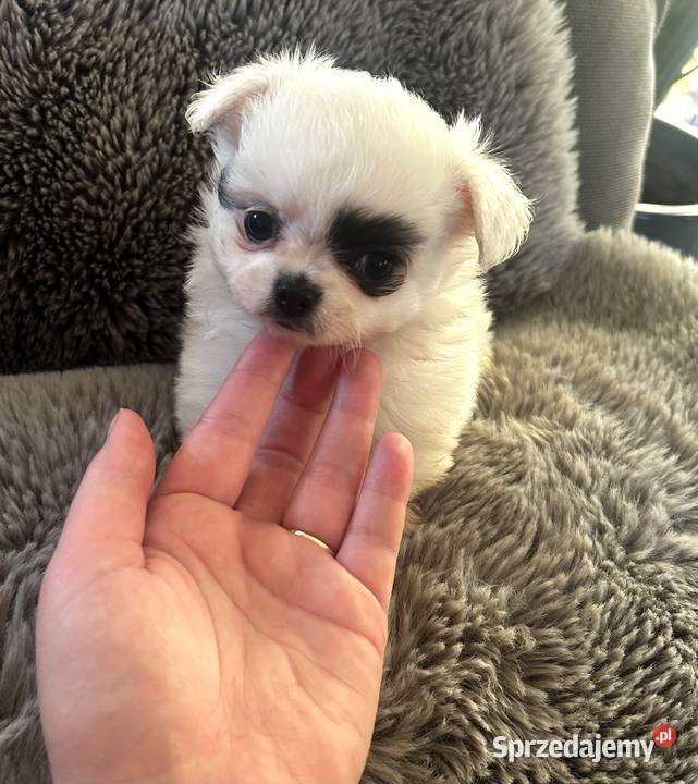 Długowłosy piesek Chihuahua Championie gotowy do Skrzeszew