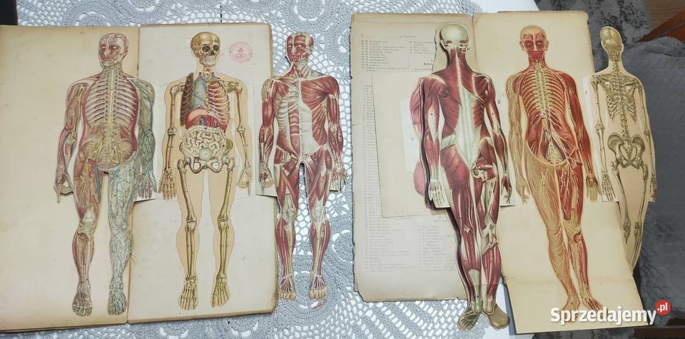 Budowa ciała ludzkiego 1901r budowa ciała Orzesze