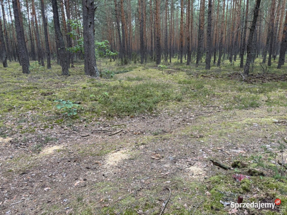 Działka leśna w Ryni gmina 6 379 m utwardzona Rynia