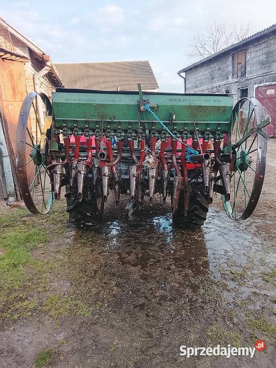 Siewnik mazowieckie Gródek Rządowy