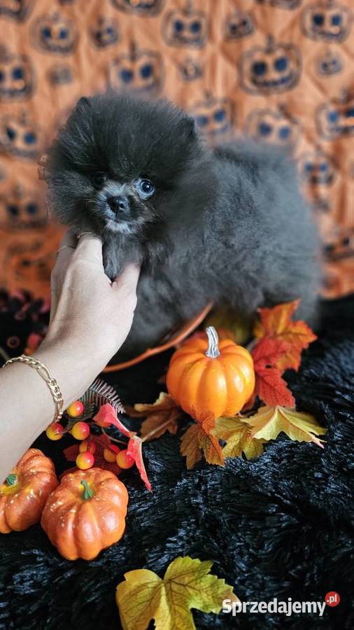 Pomeranian Szpic Miniaturowy piesek BlueWhite