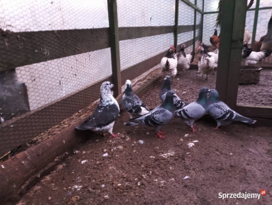 Zamienię gołębie pocztowe Kościan