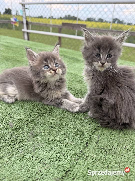Przepiękne kocięta Maine Coon z rodowodem FPL Poznań sprzedam