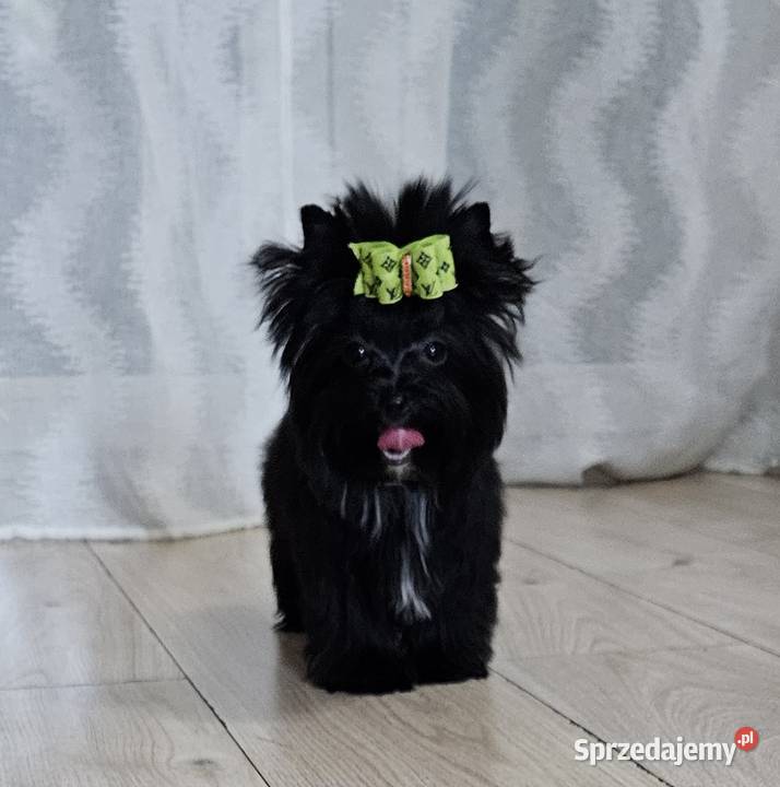 Piękna CZARNA Suczka York nie wybarwi się Wrocław