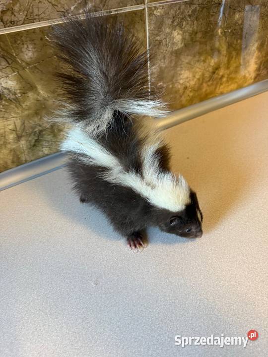 Skunks