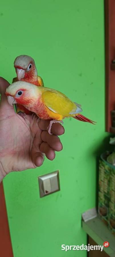 Papugi rudosterki ręcznie karmione śląskie