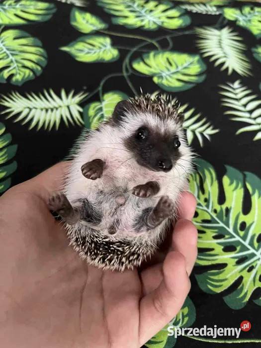 Jeż pigmejski Samczyk słodki ciekawski Makowiec sprzedam