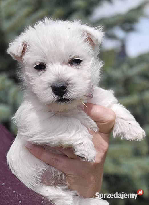 West highland white terrier westi zkwp FCI West Highland White Terrier Piątkowisko sprzedam