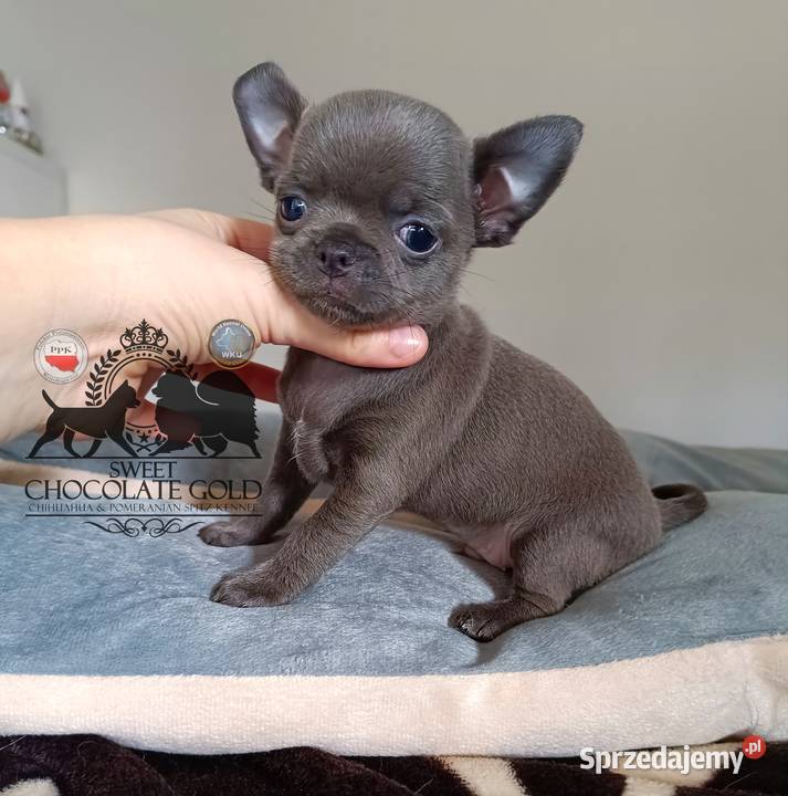 Chihuahua piesek krótkowłosy niebieski unikat Bełchatów