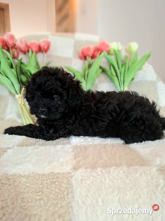 Shihpoo szczenięta szczenię Cavapoo Cocapoo Shih Tzu Krasne