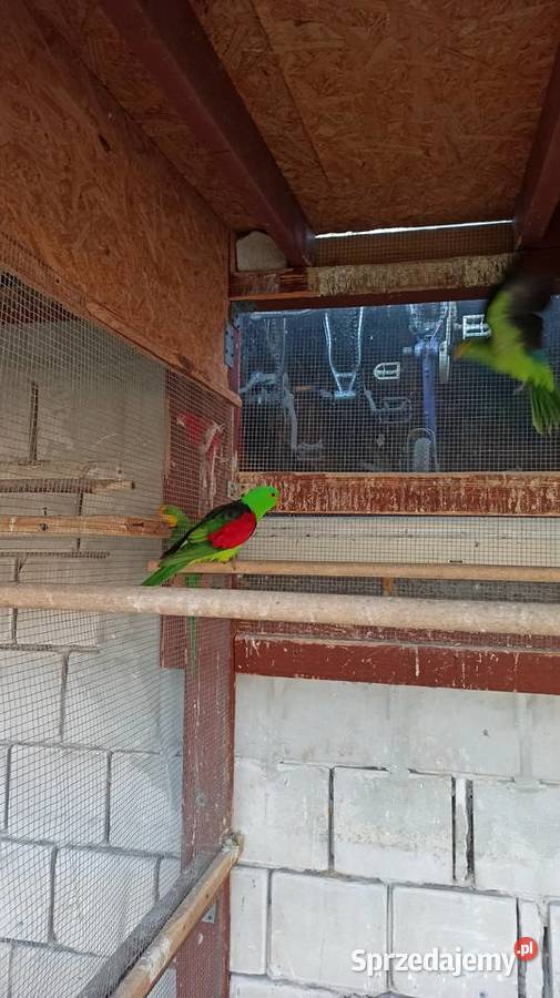 Czerwonoskrzydła krasnopiórka samiec 2018 Czubrowice