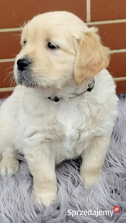 Golden Retriever Ciechowice sprzedam
