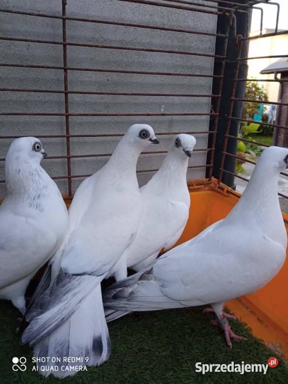 Wysyłka 40 Winerki Winerek Samiec Samica Para