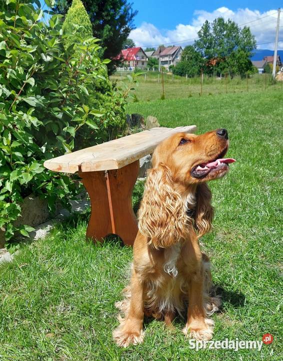 Pieski cocker spaniel suczki pieski Lipnica Mała