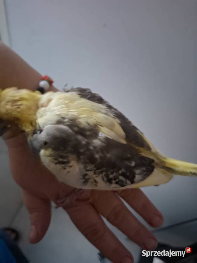 Papugi nimfy ręcznie karmione wielkopolskie