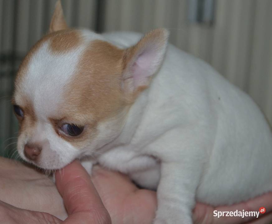 Maleńka królewna Chihuahua krótkowłosa szuka Warszawa