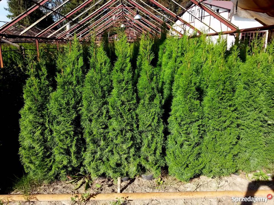 Tuja SzmaragdThuja SmaragdSzmaragdowe w Proszowice