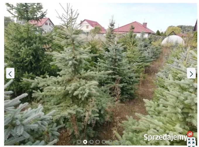 Sprzedam Choinki Świerk Zwykły Srebrny
