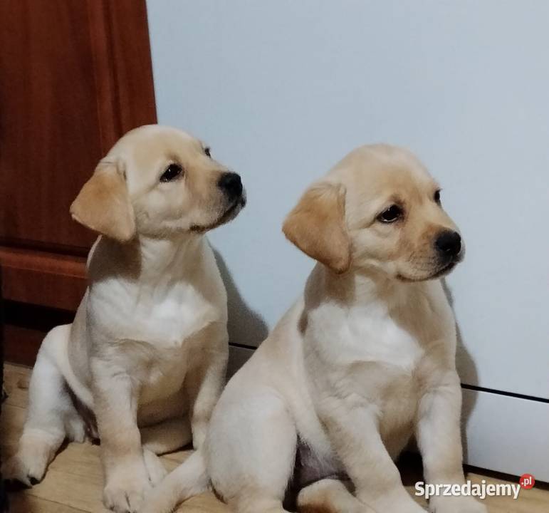 Piękne szczenięta rasy Labrador Retriever ZKwP Nowe Miasto Lubawskie sprzedam