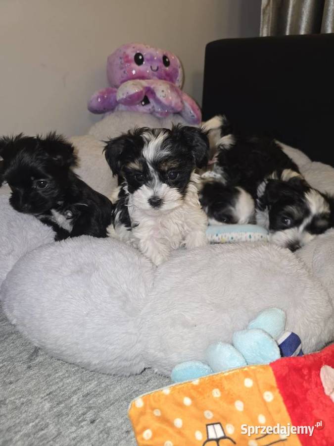 Sliczne pieski i suczki Hybryda YorkMaltańczyk Rzeszów sprzedam