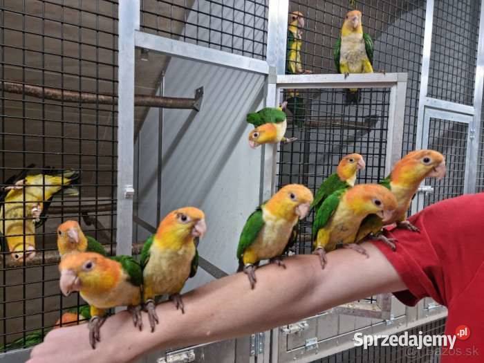 barwinki sprzedam Dąbrowa Górnicza