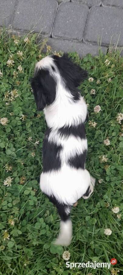 Suczka Cavalier king charles spaniel blenhein Bochnia