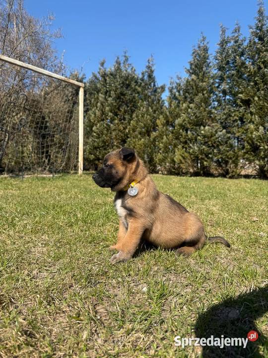 Owczarek Belgijski Malinois Łęczna