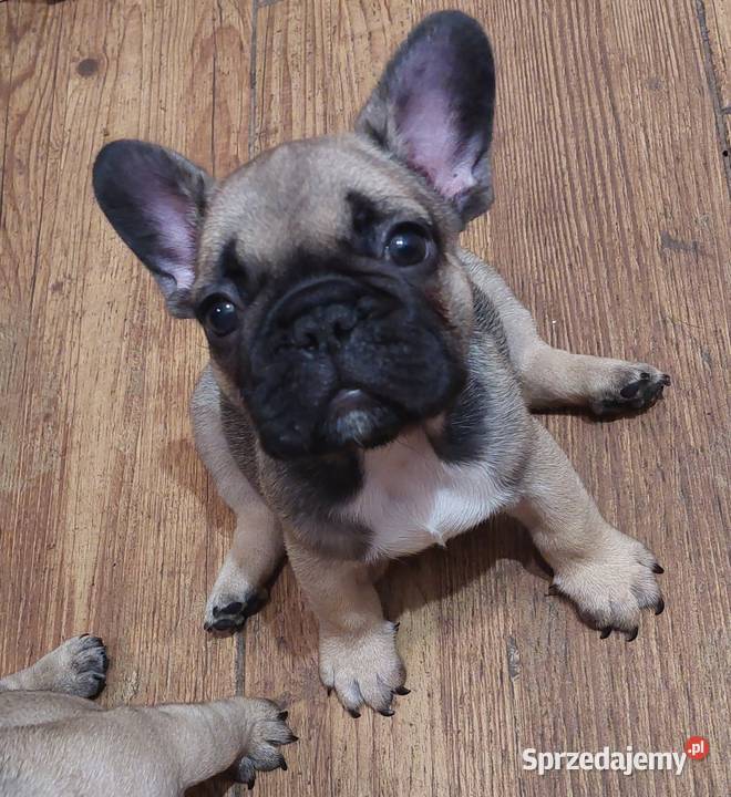 Buldog francuski piesek wielkopolskie Wronki