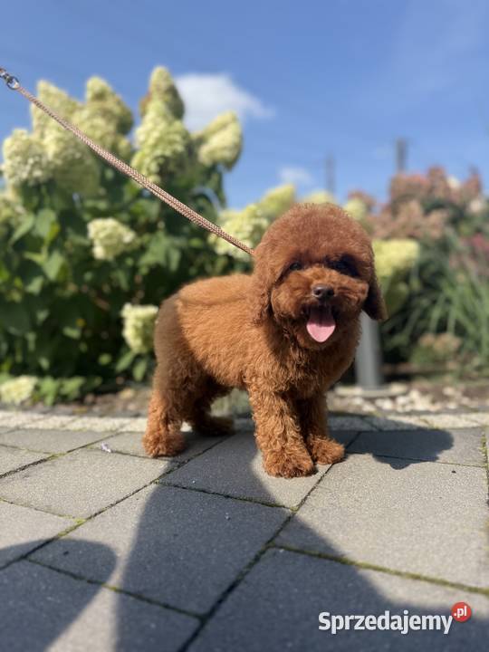 Pudel Toy piesek mocny kolor red Polanka Wielka