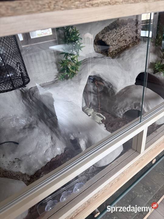 Sprzedam terarium gekona lamparckoego Gady i płazy Kołodziejewo sprzedam