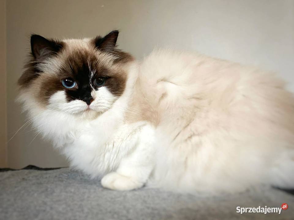 przepiękna kotka Nela ragdoll rodowód hodowla Ragdoll Gorzów Wielkopolski