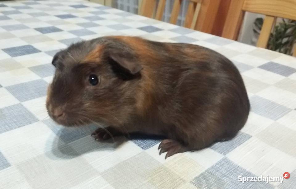 Świnki morskie młode samce Brzeziny