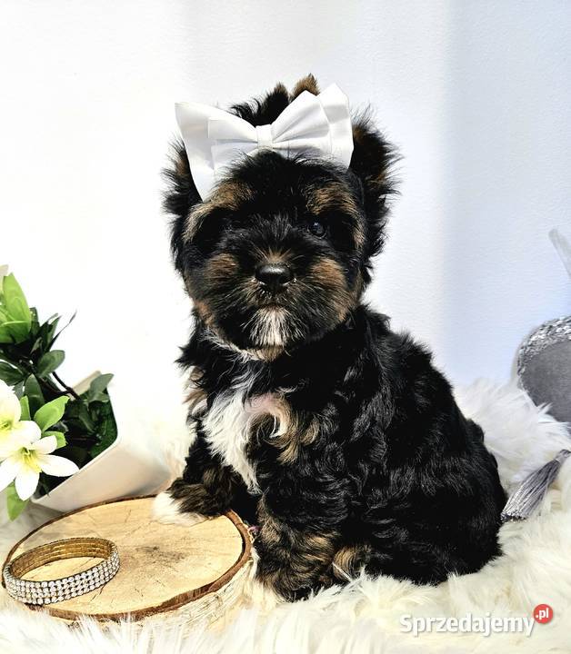 Mega śliczny ciemny YORK Black and Tan Rodowód dolnośląskie Wrocław sprzedam