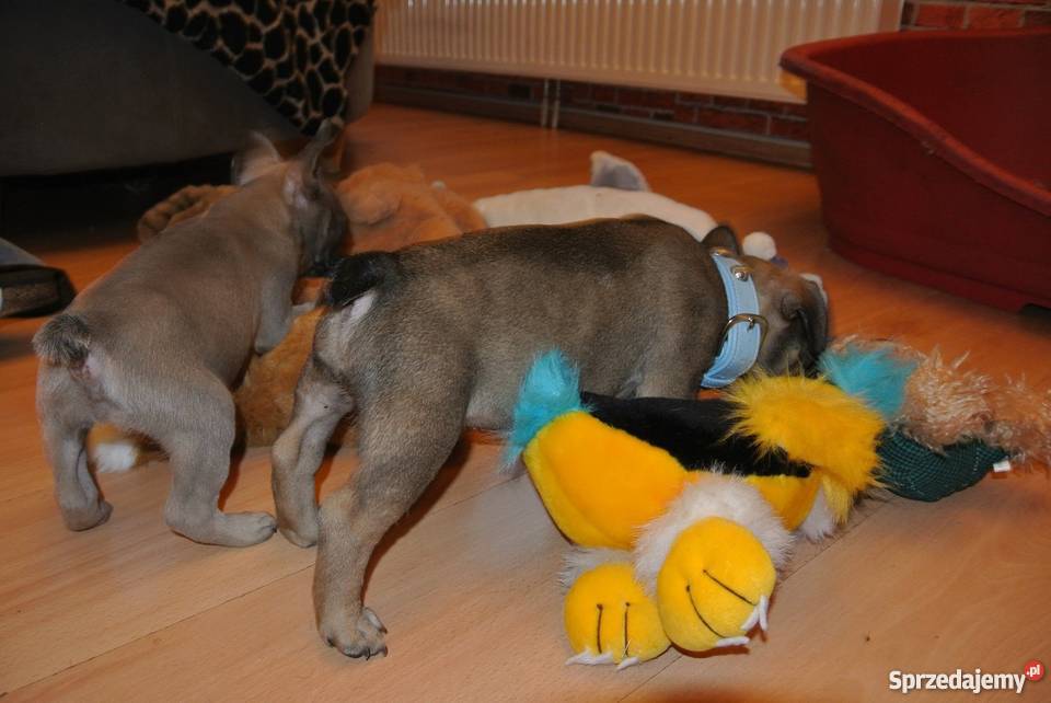 Buldog Francuski Płowe i SABLE małopolskie
