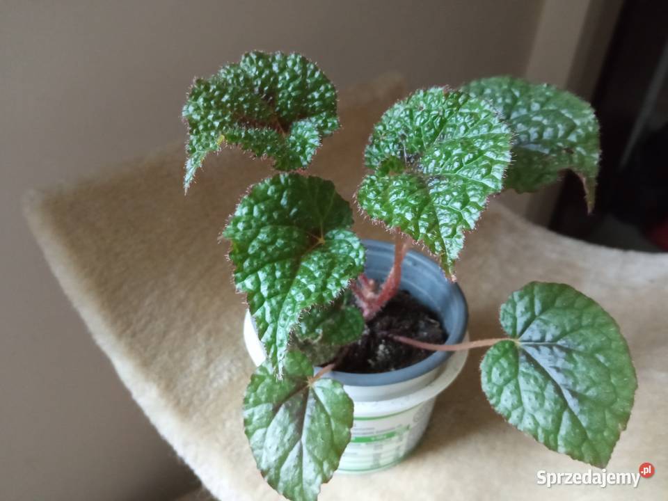 Dorodny fiołek obficie kwitnący Białystok