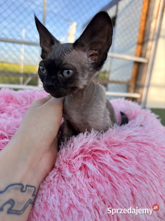Devon Rex kocur FPL wielkopolskie Poznań