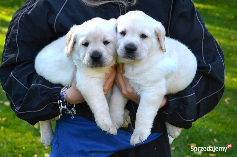 Samiec pies biszkoptowy Labrador Retriever Żelechlinek sprzedam