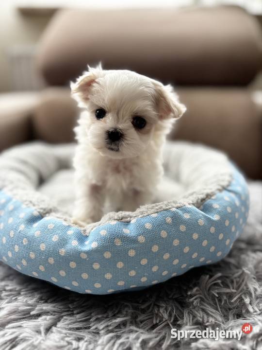 Maltańczyk piękna sunia z rodowodem