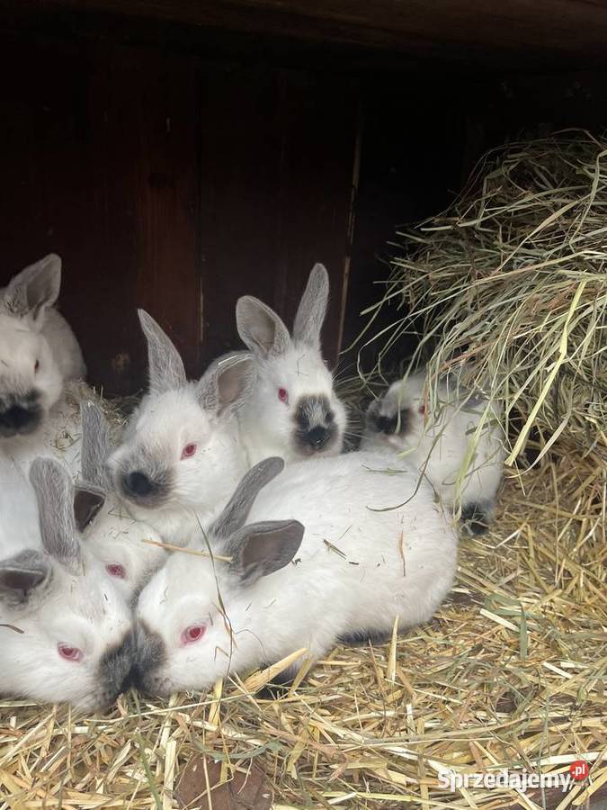 Kalifornie młode Sławin sprzedam