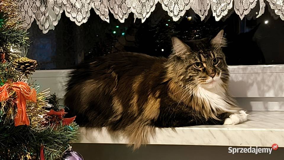 Maine coon kotka drapak kuweta klatka Wieszowa sprzedam