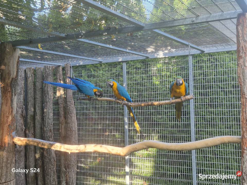 Ara Ararauna Ptaki Rakoniewice