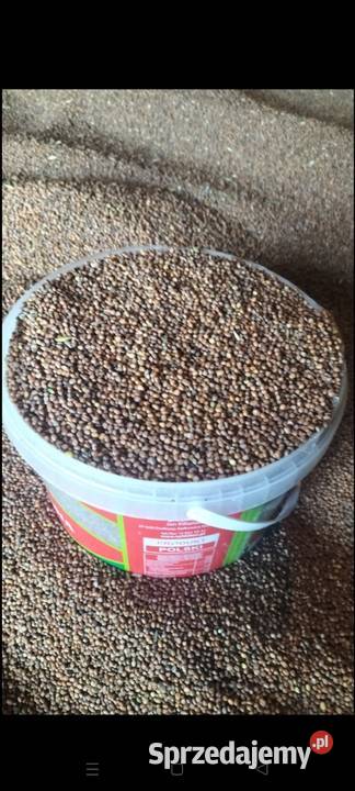 Rzodkiew oleista Pozostałe Łagów