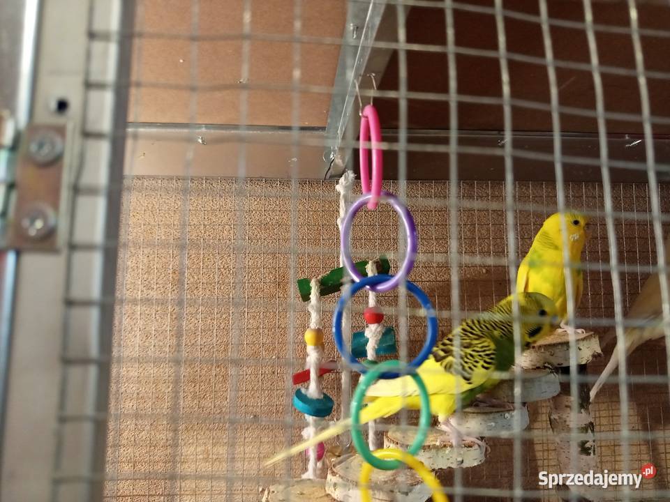 Sprzedam papugi faliste