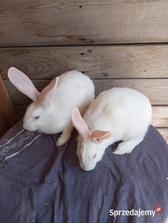 Króliki Termondzkie samice i samce młode i Króliki Krasnystaw